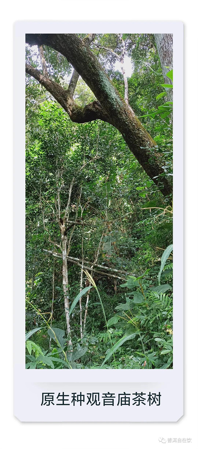 懿说微茶山倚邦茶山
