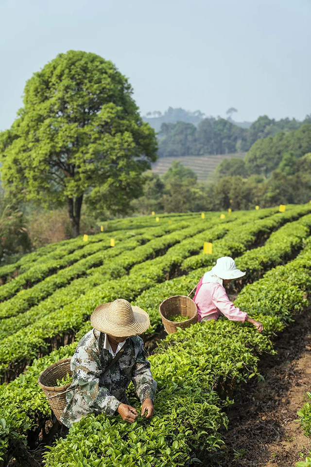 大益茶357百科