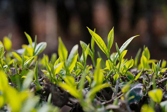 大益茶357百科