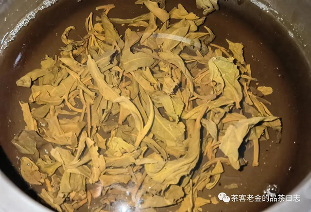 大黑树林头春普洱茶