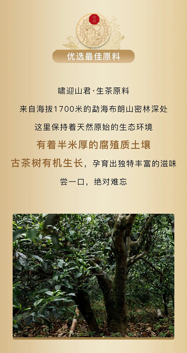 双陈啸迎山君生茶