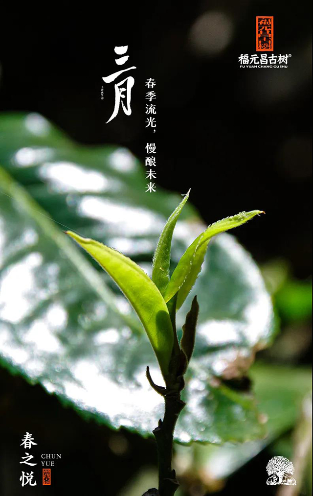 福元昌古树三月系列生饼