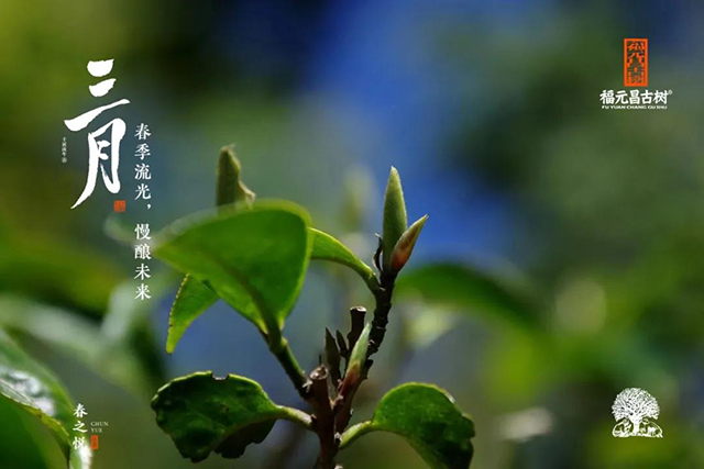 福元昌古树三月系列生饼