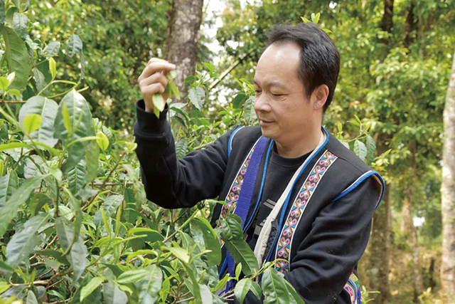 葳盛茶业哈尼公主茶