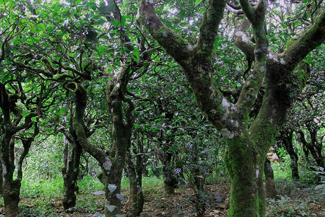 津乔普洱2021年冰岛年藏普洱茶