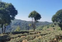 经典普洱茶山团队：2022年普洱春茶季最新快讯（台地茶）