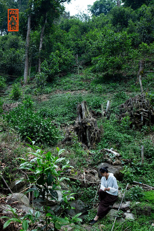 福元昌岁月2005年帕沙普洱茶