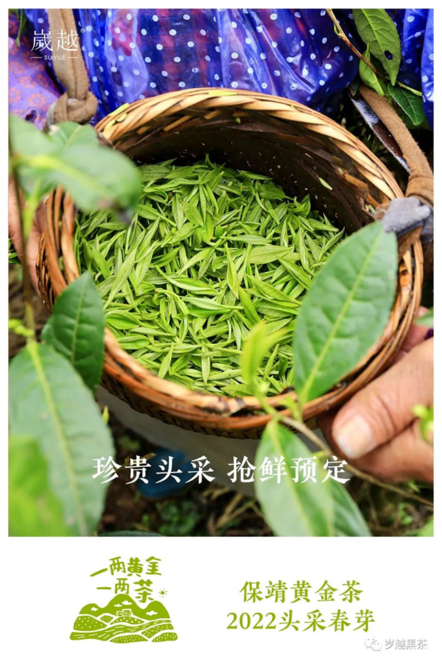 岁越黑茶2022年保靖黄金茶