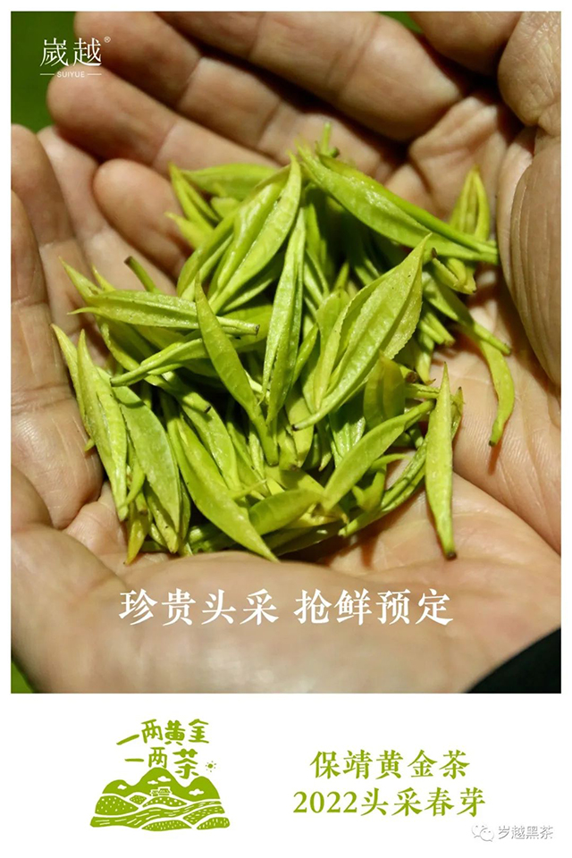 岁越黑茶2022年保靖黄金茶