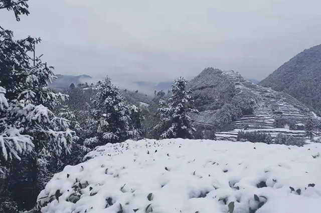 福建省福鼎市万氏留香茶园堆银砌玉