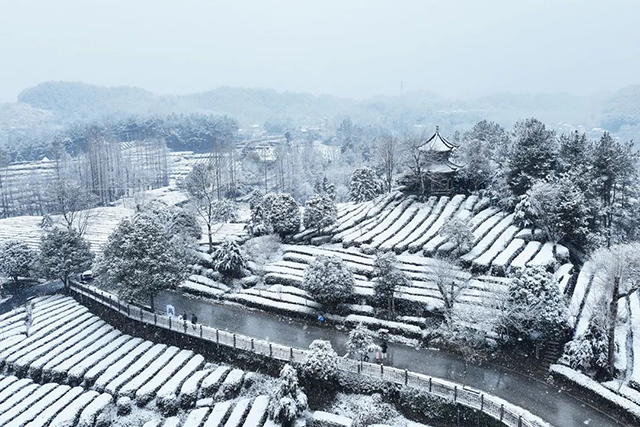 陕西汉中宁强县玉皇观千山茶园雪盖一层被