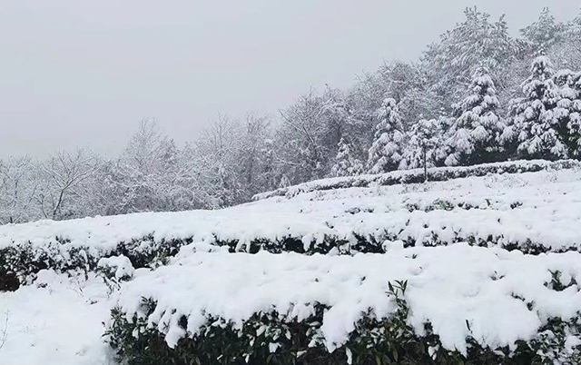 贵州瓮安黄红缨茶园银装素裹