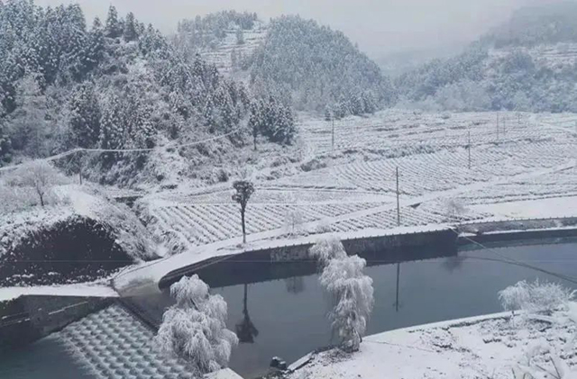 雪后的湖南湘西州龙山县天一茶业茶园