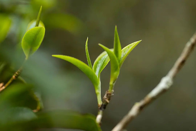 葳盛茶业私人定制茶