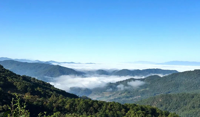 紫者困鹿山皇家细叶12树