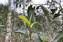 “曼松茶价格”乱象「普洱茶乱象何时休」