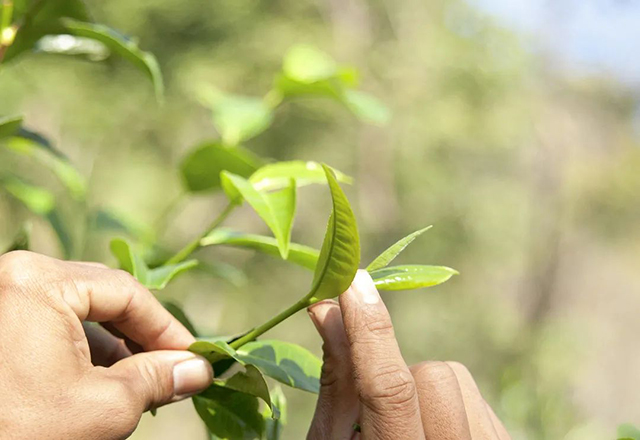 双陈五福普洱茶