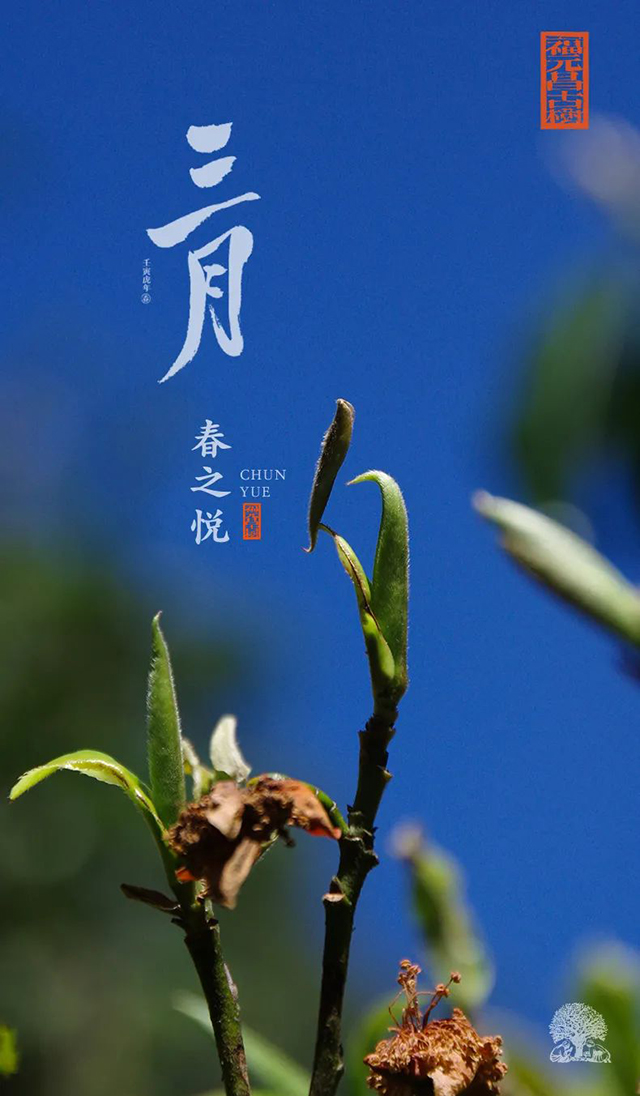 福元昌古树三月系列普洱茶产品
