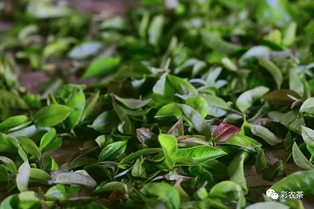 彩农茶2022年竹雨勐海乔木大叶种白茶