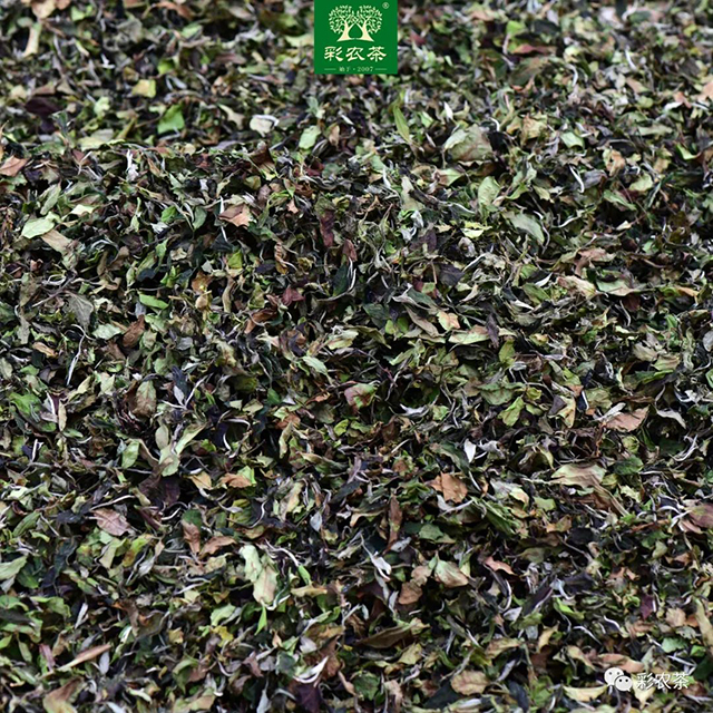  彩农茶2022年竹雨勐海乔木大叶种白茶