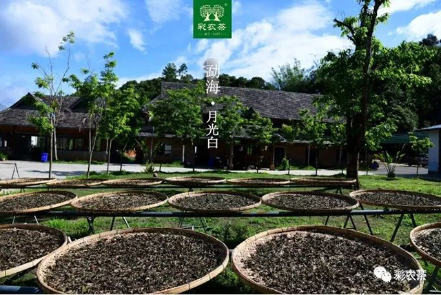  彩农茶2022年竹雨勐海乔木大叶种白茶