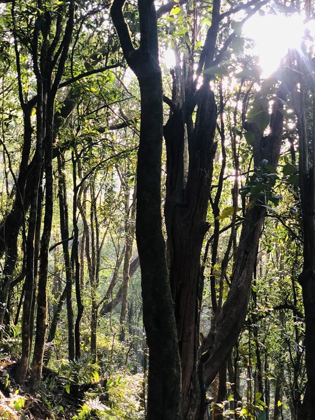 冰岛班章困鹿山名山普洱茶体验茶会