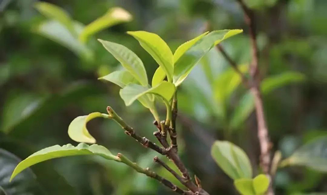 龙园号开春第一饼普洱茶