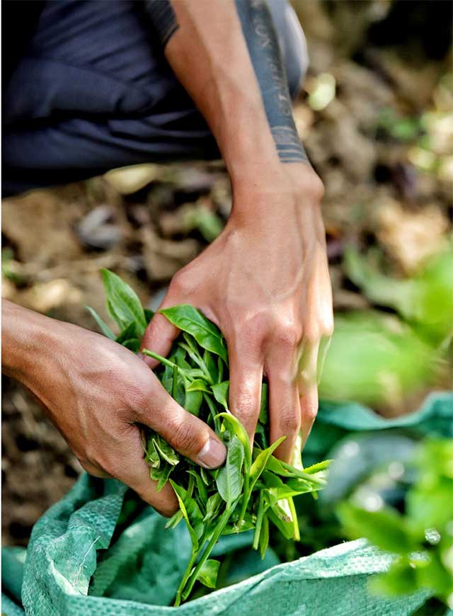 荣瑞祥普洱茶鉴茶指南