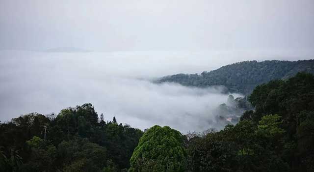 云雾环绕的云南茶山