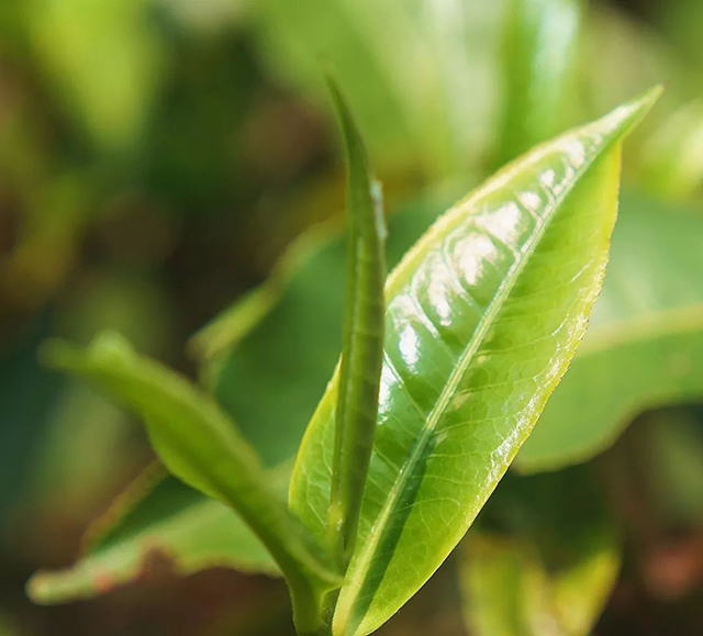 石昆牧经典茶文化