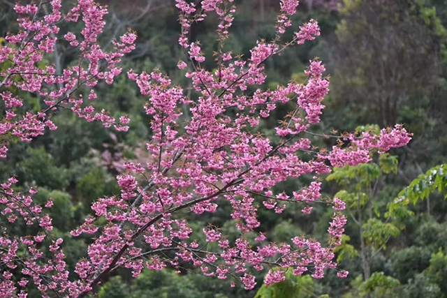 茶业复兴