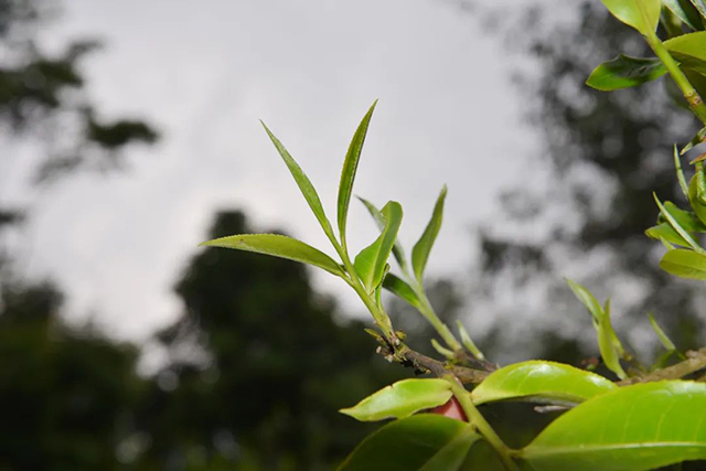 葳盛茶业