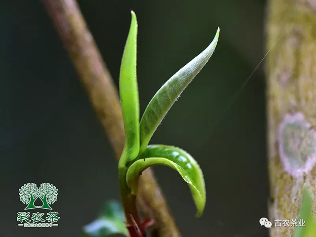 彩农茶2022春勐海小饼普洱茶