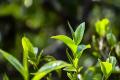 龙园茶业几棵树：普洱茶神秘的“新工艺”