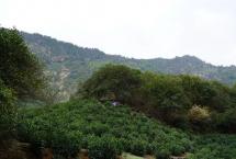 黄山毛峰绿茶品质特点如何？
