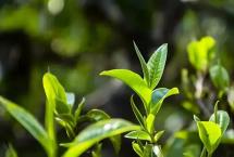 龙园茶业几棵树：普洱茶神秘的“新工艺”