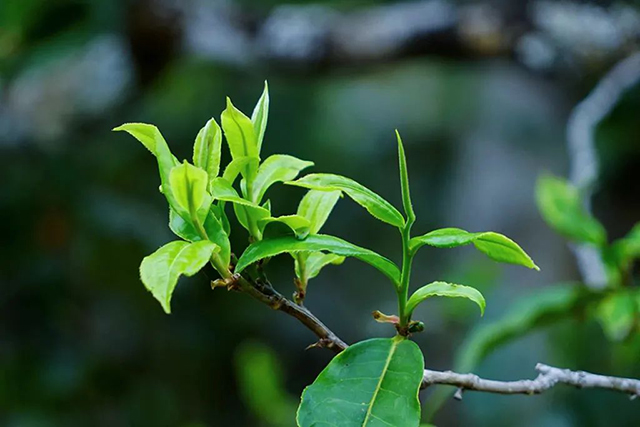 津乔普洱茶