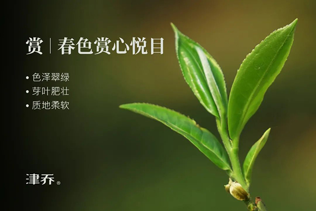 津乔普洱茶