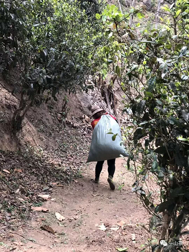 黑鱼老师2004年背着一顶帐篷上茶山