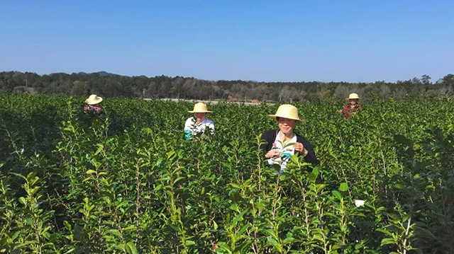 茶农在抢采头茬新昌春茶