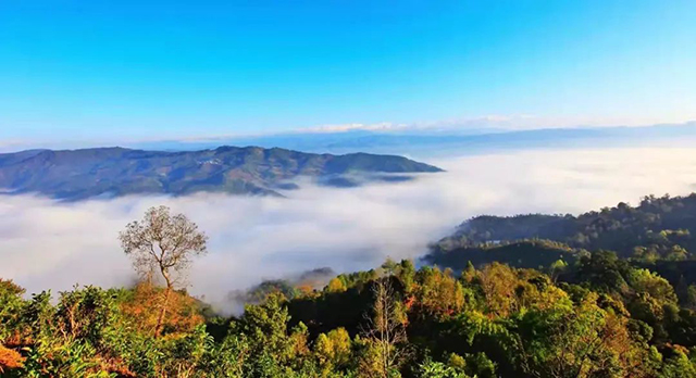 云柯庄园新六大茶山寻味之旅