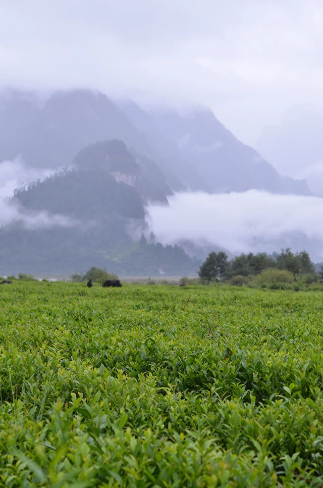 秘境高原上的茶园