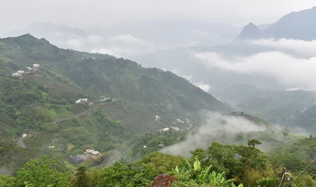 阿里山茶似乎也带上山间高冷的味道