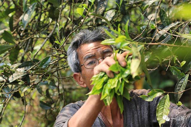 南糯山半坡老寨普洱茶