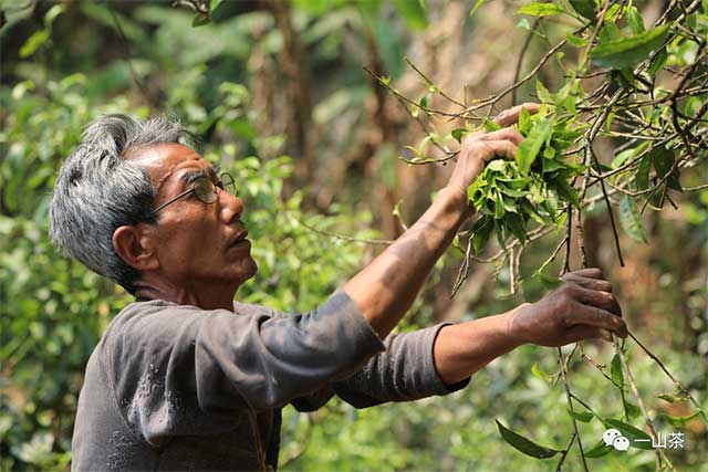 南糯山半坡老寨普洱茶