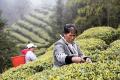 行业聚焦：贵州发布春茶安全生产倡议书