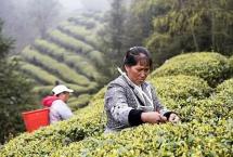 行业聚焦：贵州发布春茶安全生产倡议书
