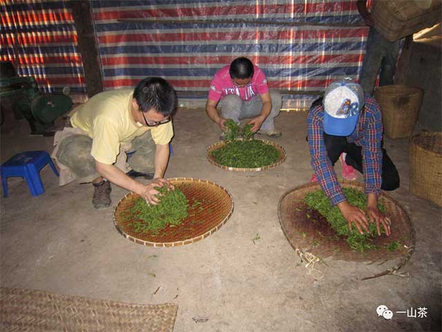 南糯山半坡老寨普洱茶