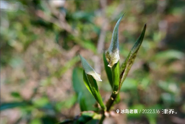 冰岛老寨茶芽刚刚努出