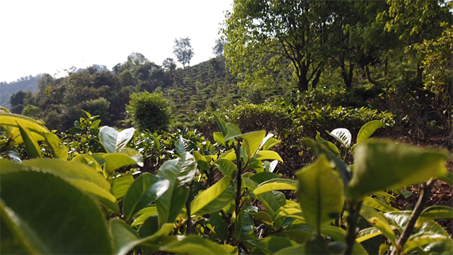 中茶虎年生肖文采班章普洱茶